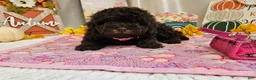 Miniature Poodle dogs for sale: Avalene Joy - Ad 3