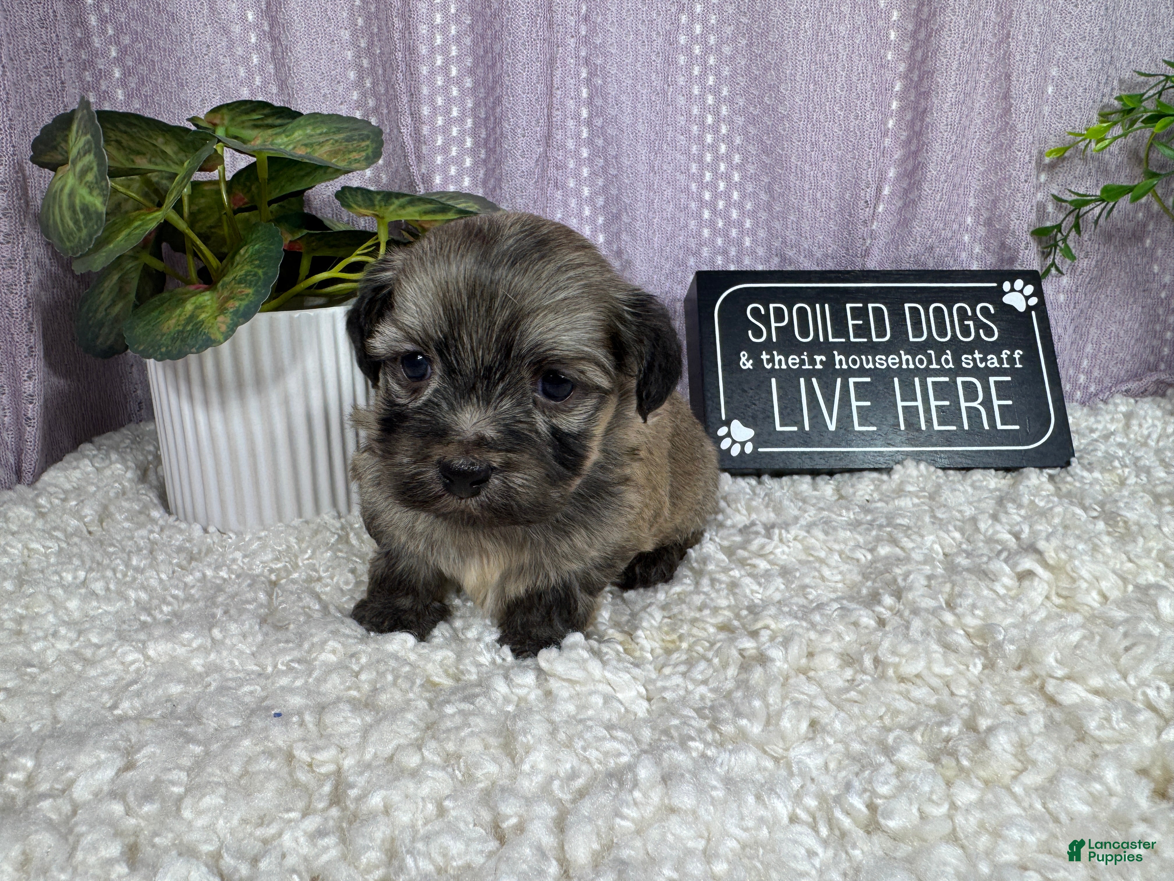 Havanese dogs Havanese 2 - Ad 12