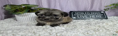 Havanese 2