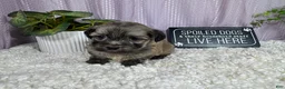 Havanese dogs for sale: Havanese 2 - Ad 1