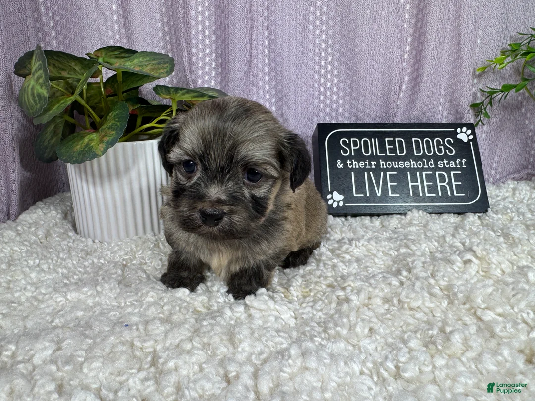 Havanese dogs for sale: Havanese 2 - Ad 1
