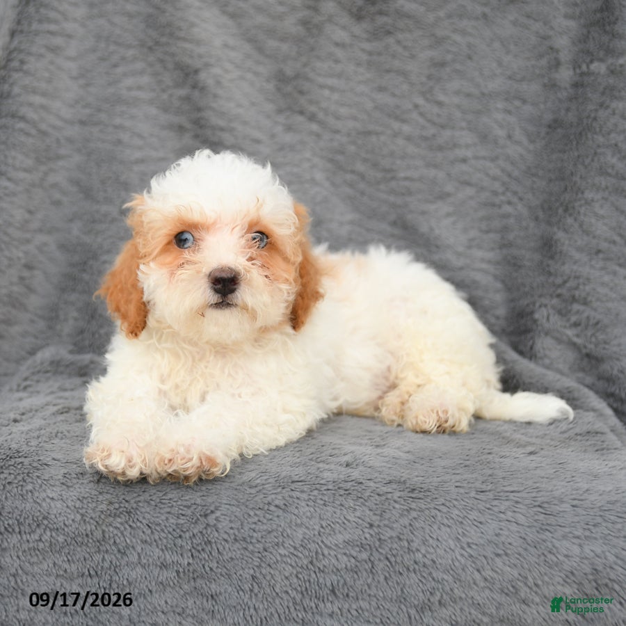 Bichpoo dogs Ziggy - Ad 2