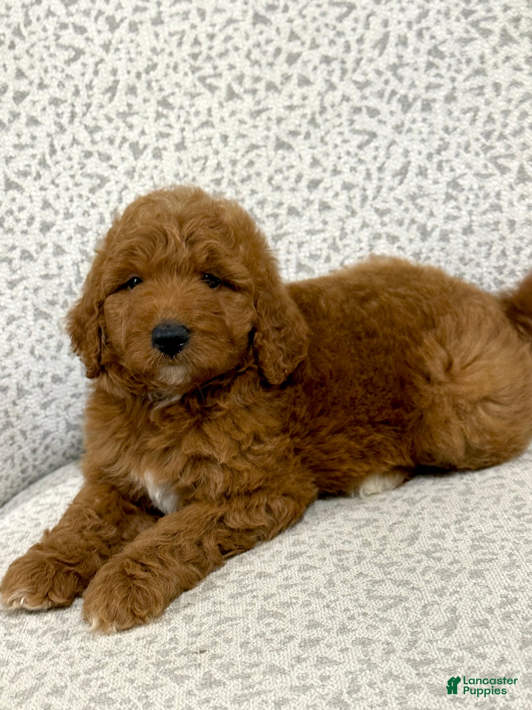 Goldendoodle dogs for sale: Pearl - Ad 6