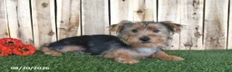 Yorkshire Terrier dogs for sale: Denny - Ad 3