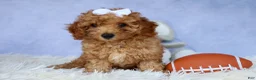 Miniature Poodle dogs for sale: WALTER - Ad 13