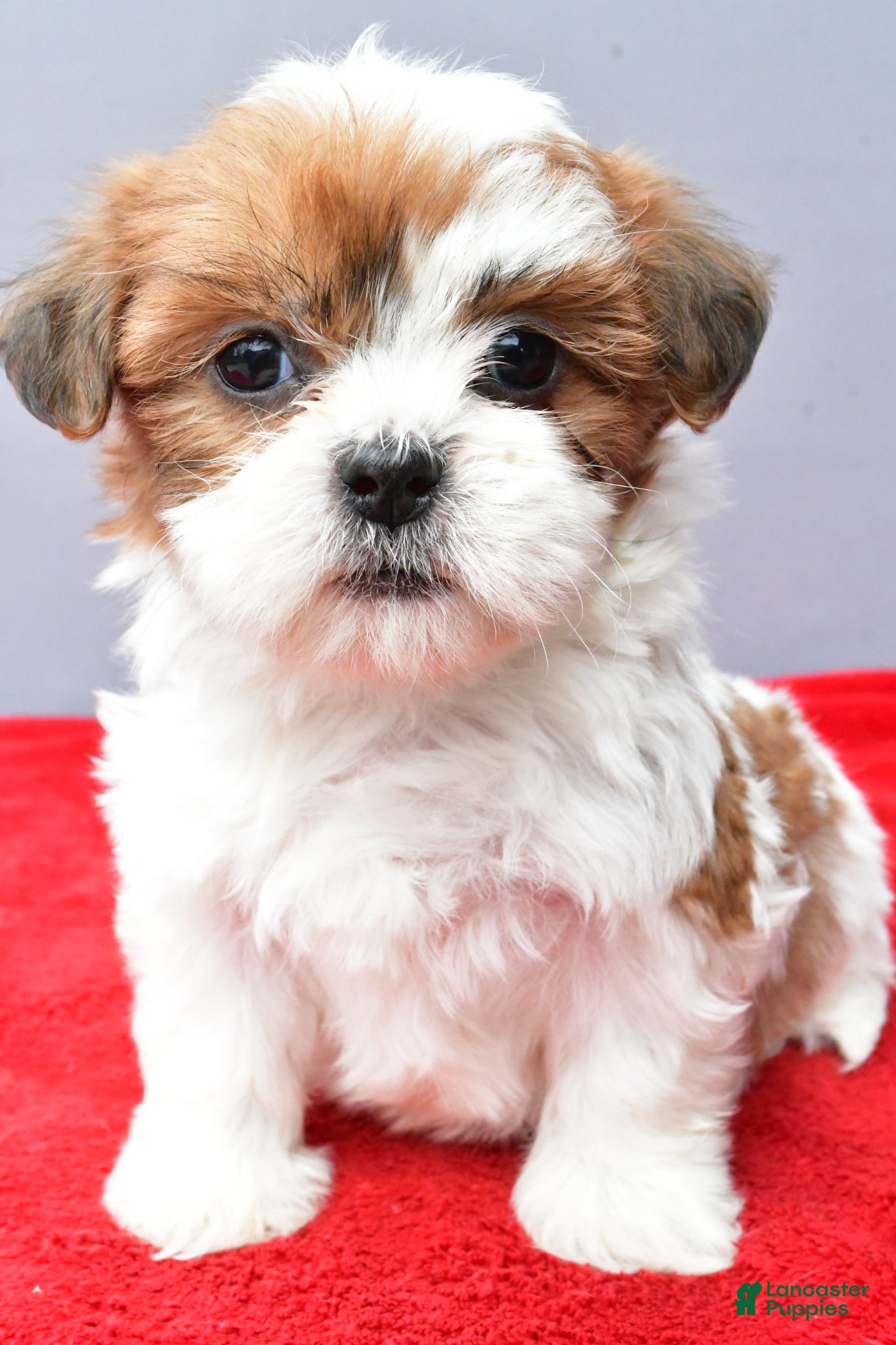 Teddy Bear dogs Tammy - Ad 2