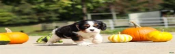 Cavalier King Charles Spaniel dogs for sale: Kaylee - Ad 11