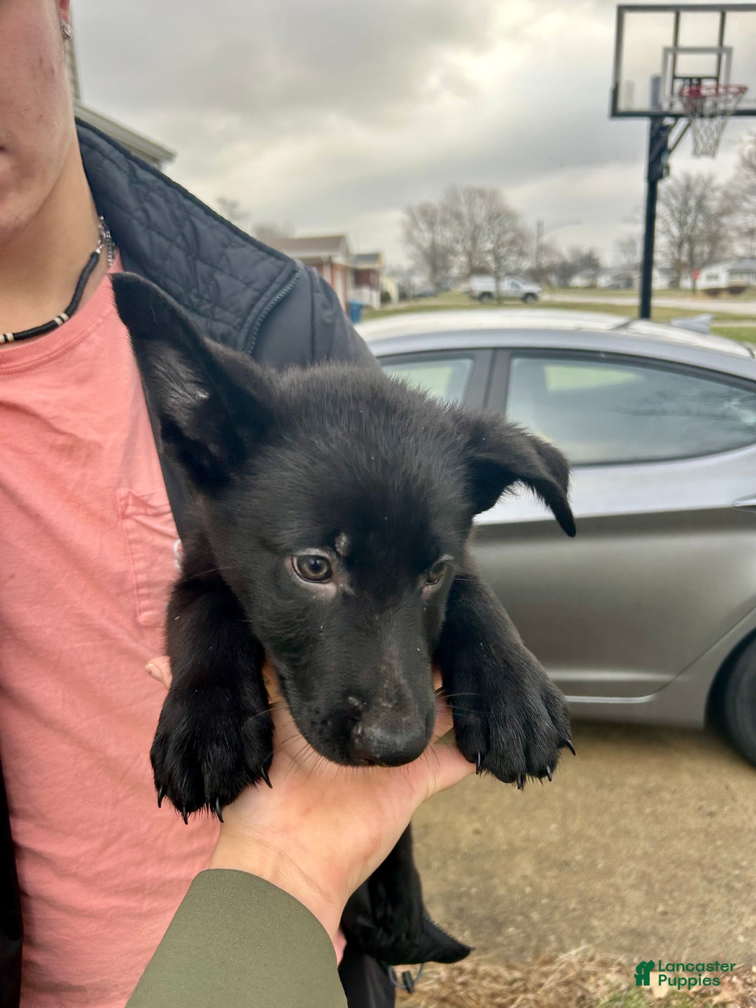 German Shepherd dogs for sale: German Shepherd Light Blue - Ad 4