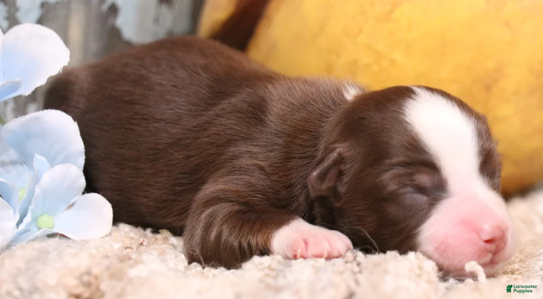 Toy Australian Shepherd dogs for sale: Coco red-tri - Ad 2