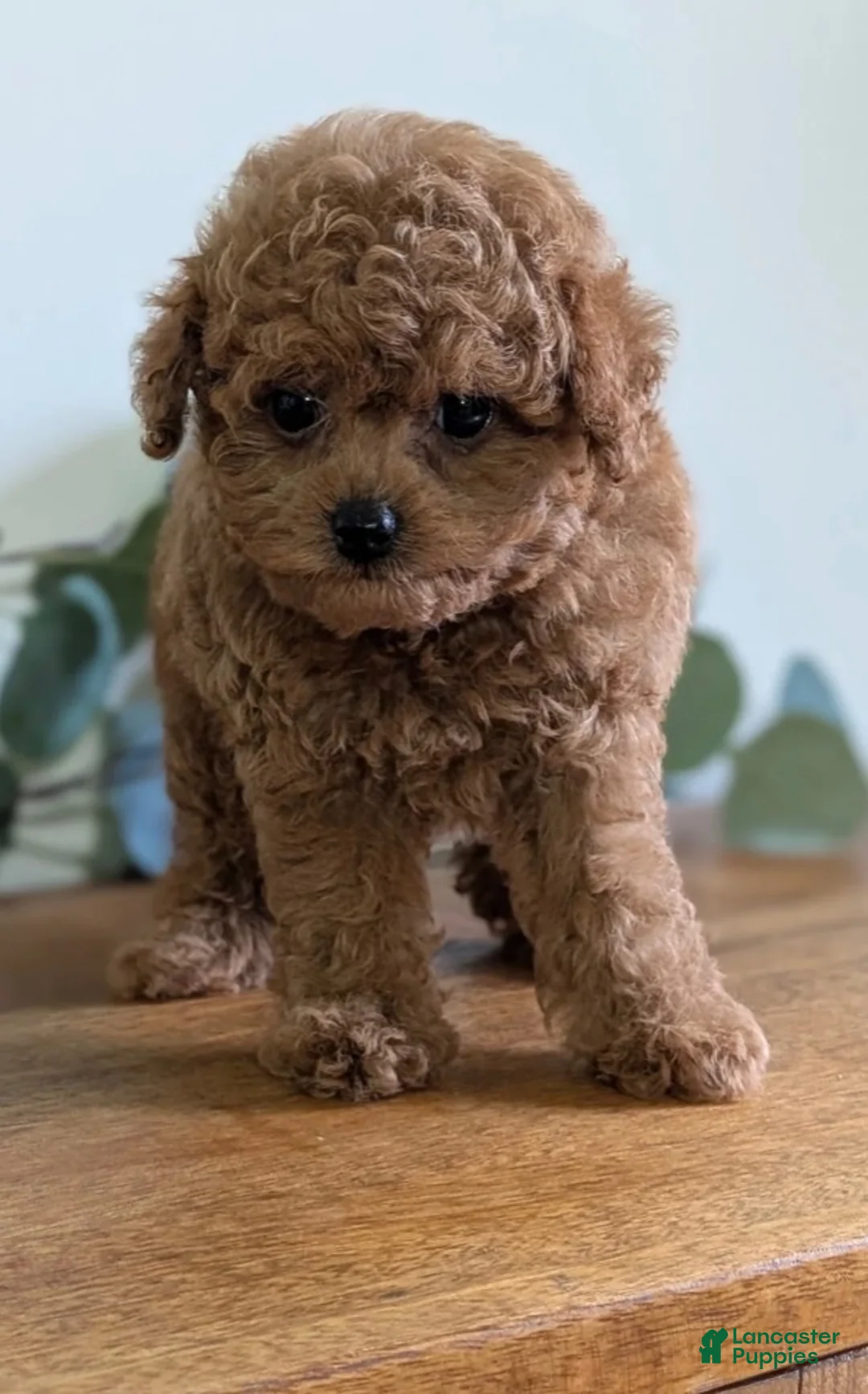 Cavapoo dogs for sale: Darwen  - Ad 2