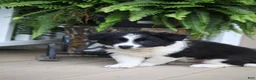 Border Collie dogs for sale: Trooper - Ad 6