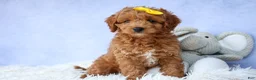 Cavapoo dogs for sale: TITUS - Ad 7