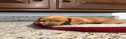 Miniature Dachshund dogs for sale: Wren - Ad 6