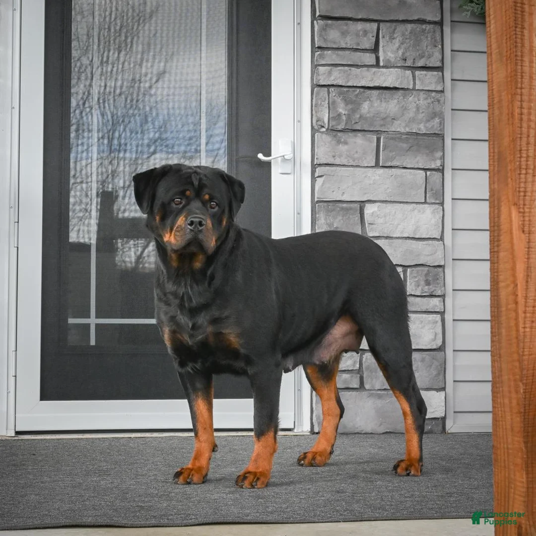 Rottweiler dogs for sale: Princess - Ad 8