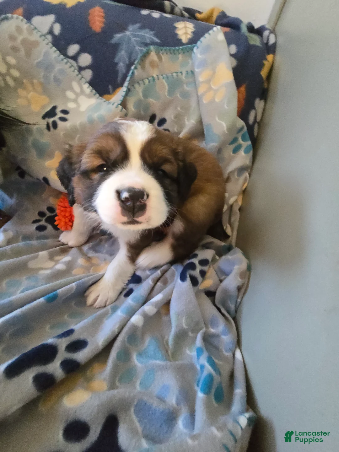 Mixed Breed dogs for sale: Scarlet - Ad 6
