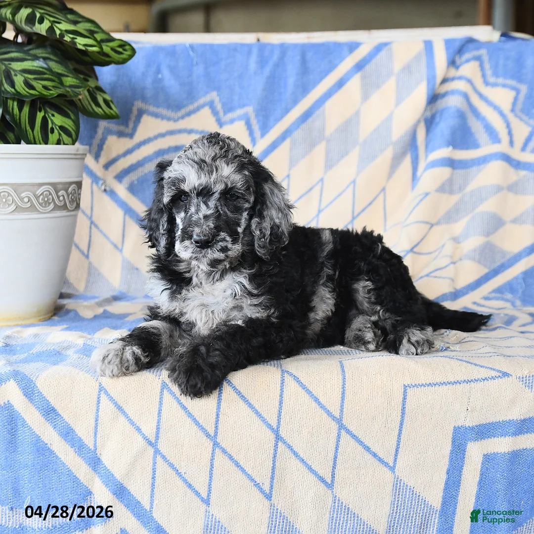 Standard Poodle dogs for sale: Polina - Ad 2