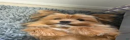 Shorkie dogs for sale: Shorkie 1 - Ad 2