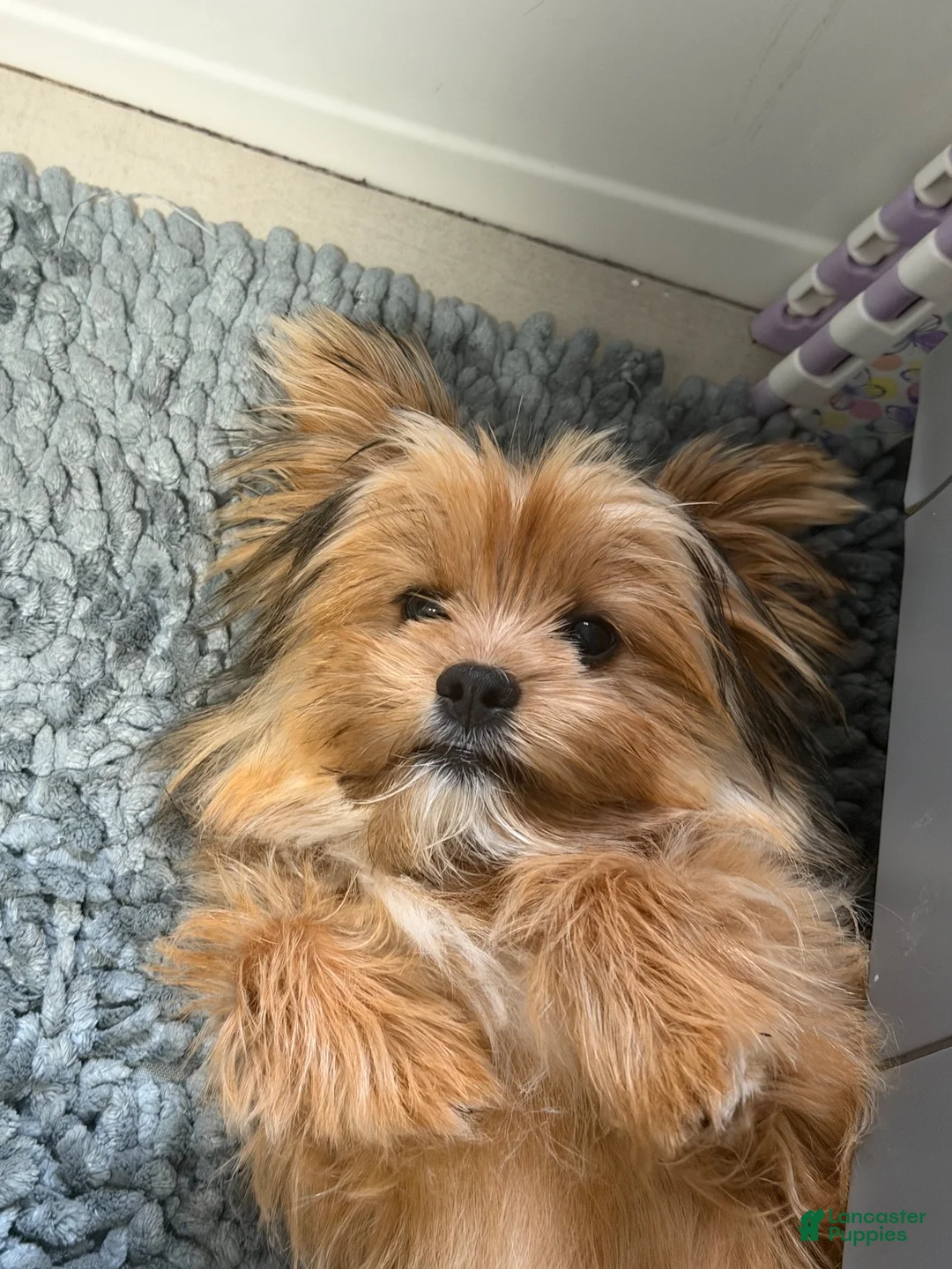 Shorkie dogs for sale: Shorkie 1 - Ad 2