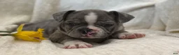 Frenchton dogs for sale: Damon - Ad 2