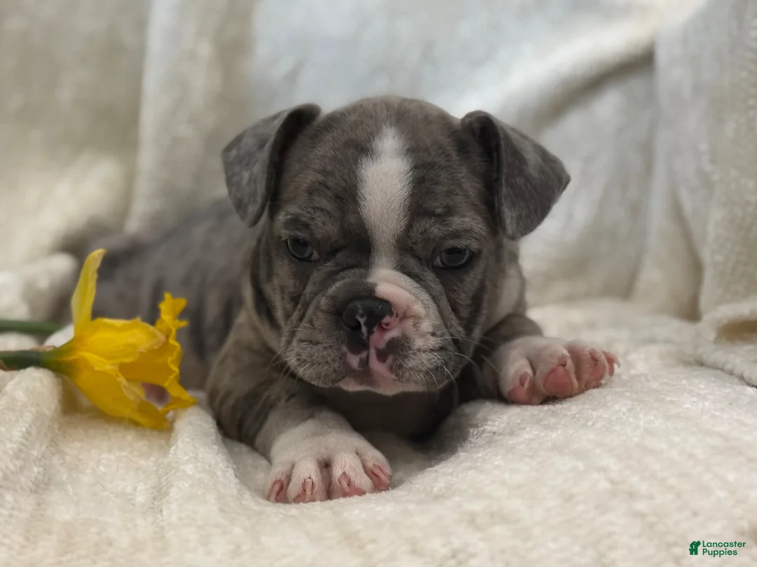 Frenchton dogs for sale: Damon - Ad 2