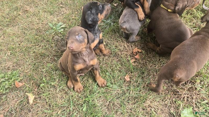 Doberman Pinscher dogs Doberman Pinscher 4 - Ad 8
