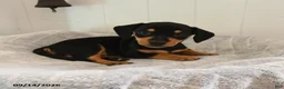 Mixed Breed dogs for sale: Dusty - Ad 3