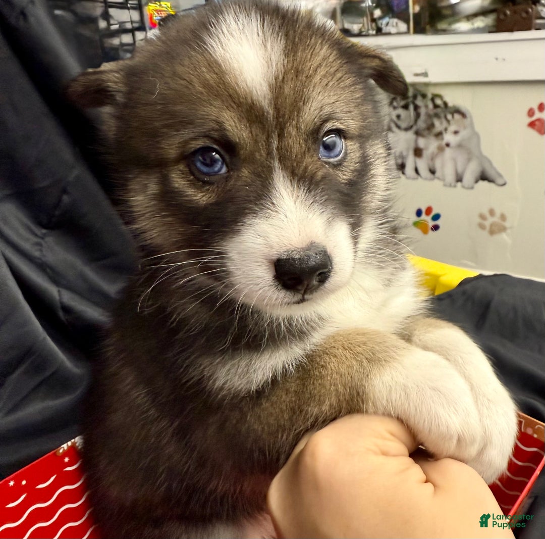 Mixed Breed dogs for sale: Noelle - Ad 15