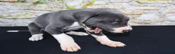 Great Dane dogs for sale: Slate - Ad 2