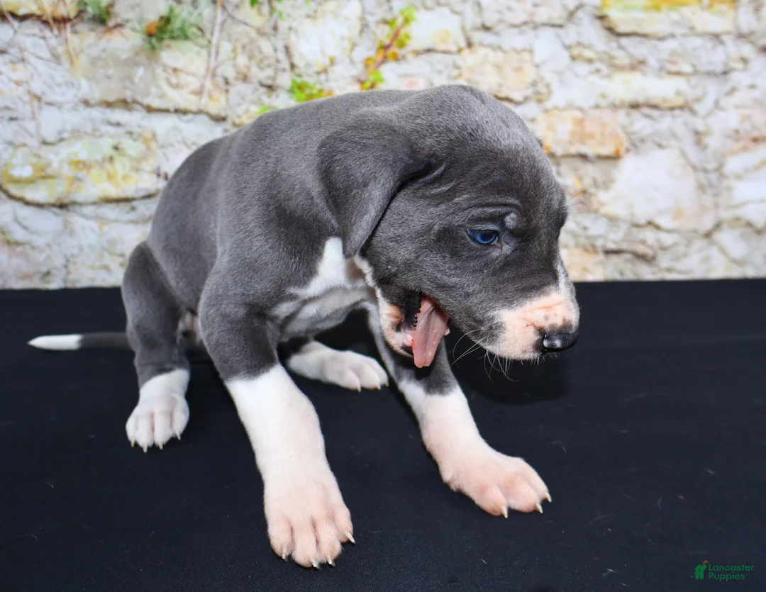Great Dane dogs for sale: Slate - Ad 2