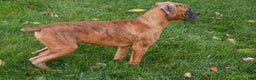 Boxer dogs for sale: Jerome - Ad 5