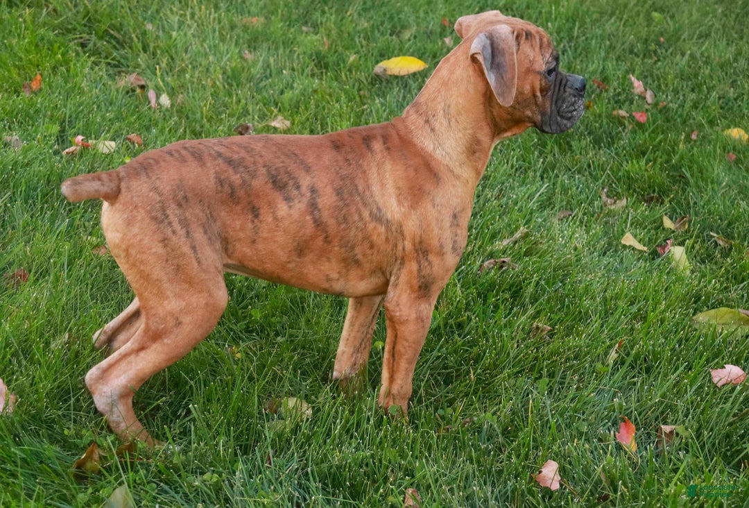 Boxer dogs for sale: Jerome - Ad 5