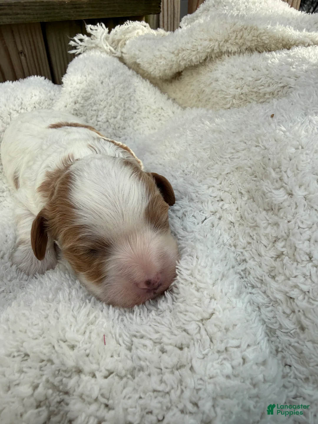 Cavapoo dogs for sale: Lola - Ad 2