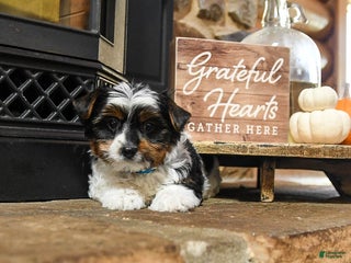 Biewer Terrier dogs - Ad 3