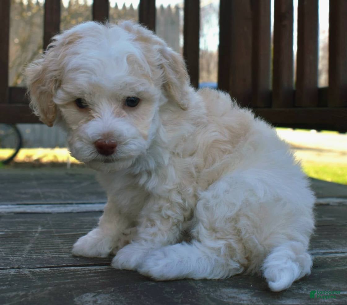 Miniature Poodle dogs Mulan - AKC Mini Poodle - Ad 1