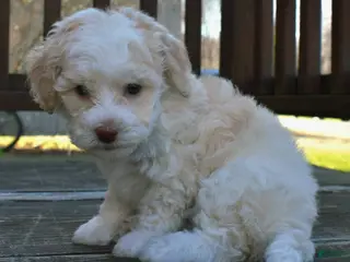 Miniature Poodle dogs Mulan - AKC Mini Poodle - Ad 1