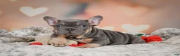 French Bulldog dogs for sale: Adam - Ad 7