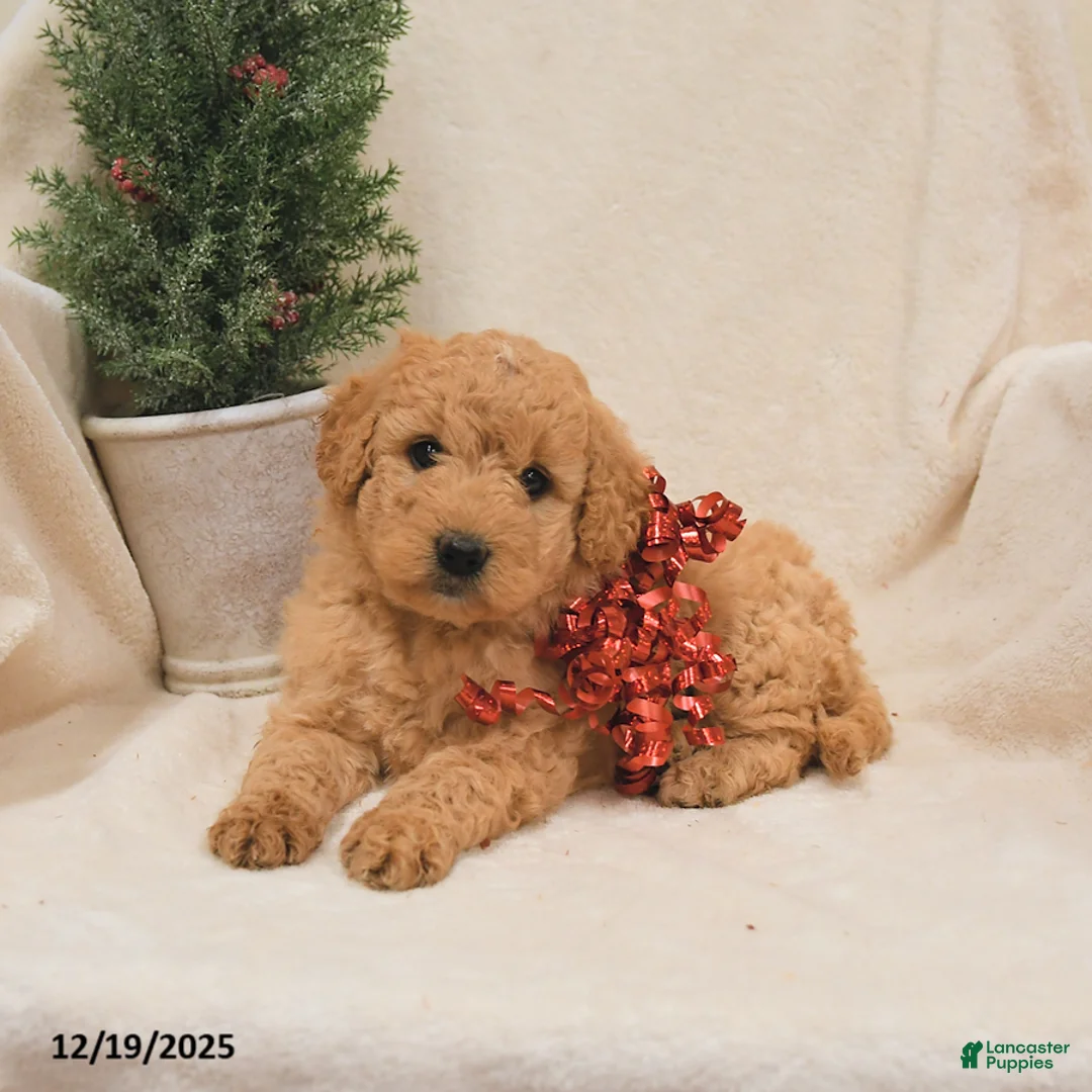 Goldendoodle dogs for sale: Raccoon - Ad 3