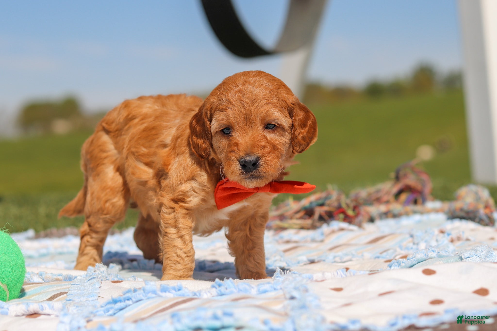 Mini Goldendoodle dogs for sale: Chase - Ad 5