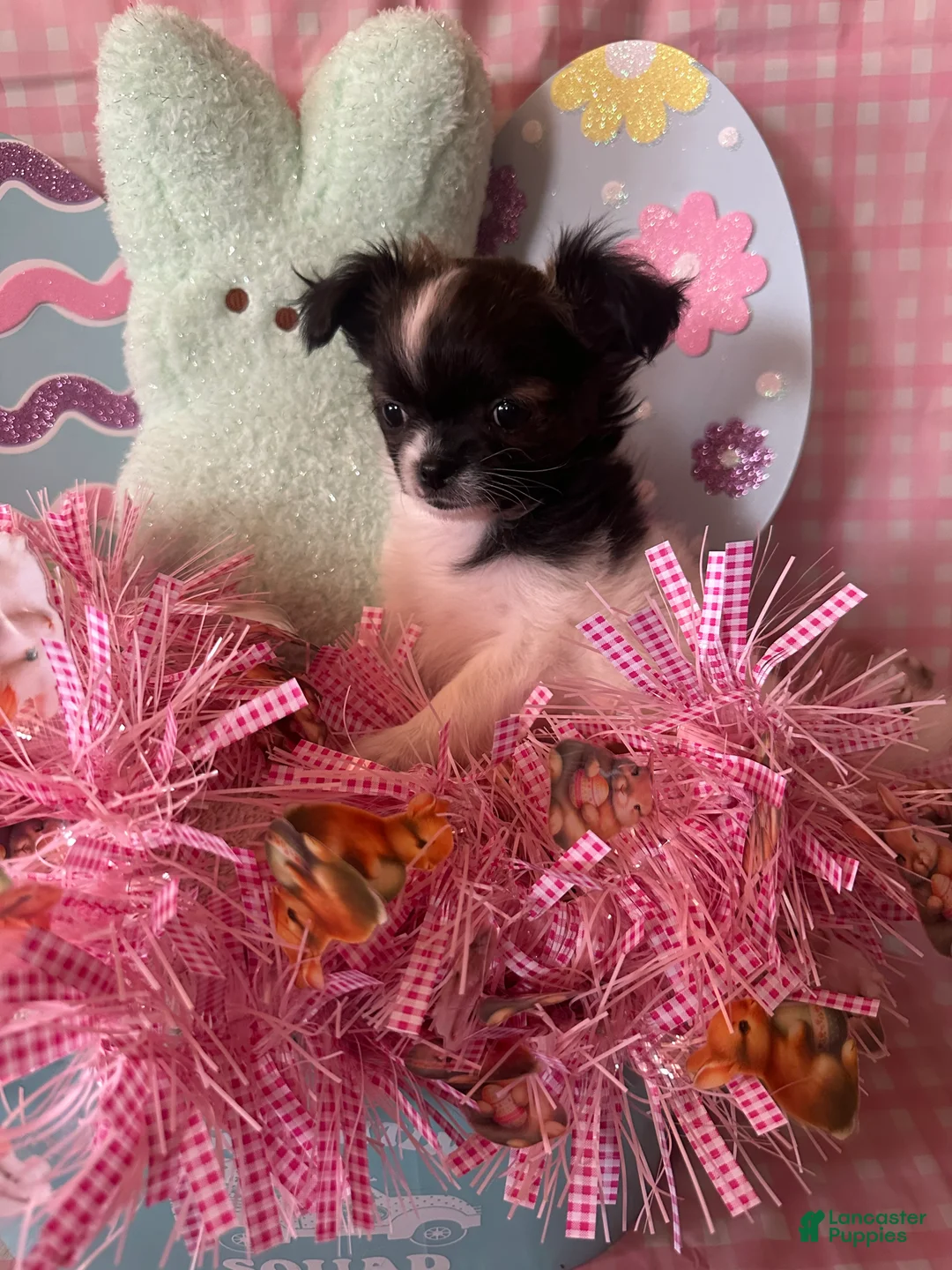 Chihuahua dogs for sale: Trigette  - Ad 2