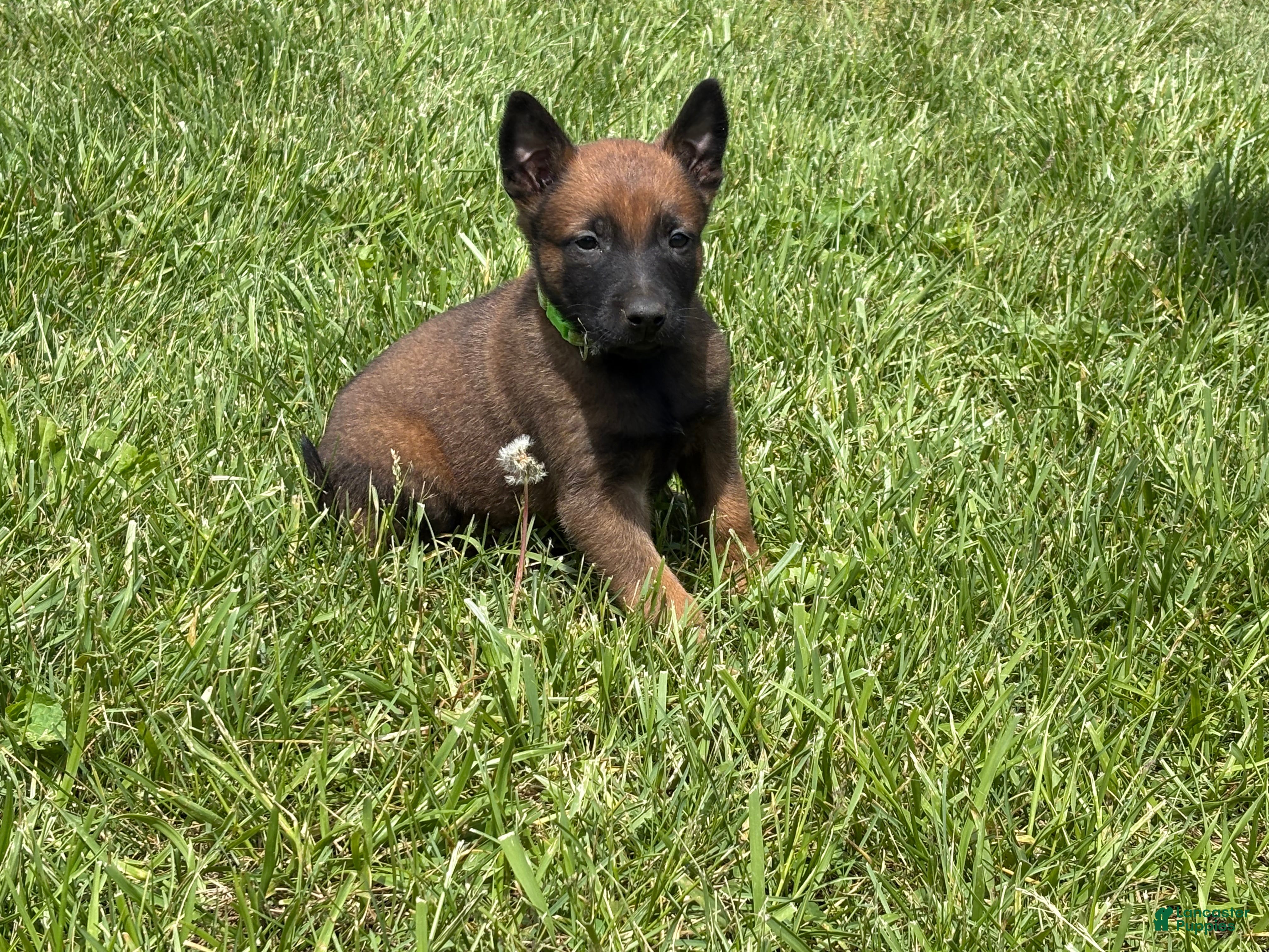 Belgian Malinois dogs Houston - Ad 7