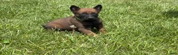 Belgian Malinois dogs for sale: Houston - Ad 1