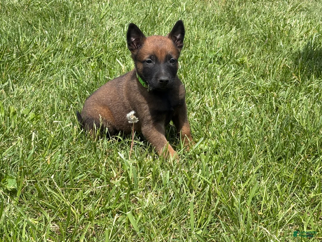 Belgian Malinois dogs for sale: Houston - Ad 1