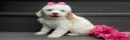 Cockapoo dogs for sale: Maci - Ad 3