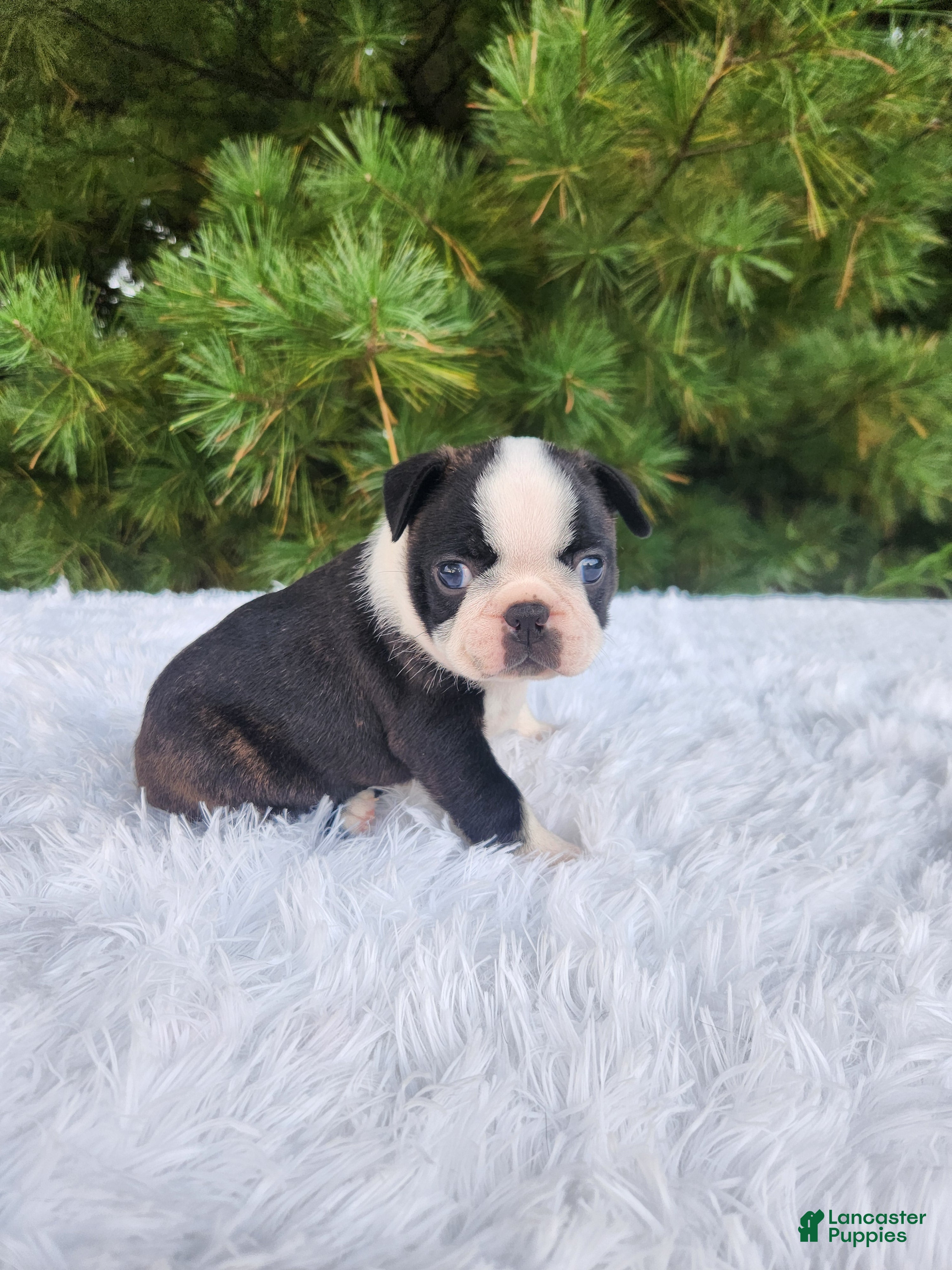 Boston Terrier dogs Pumpkin - Ad 2
