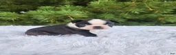 Boston Terrier dogs for sale: Pumpkin - Ad 2