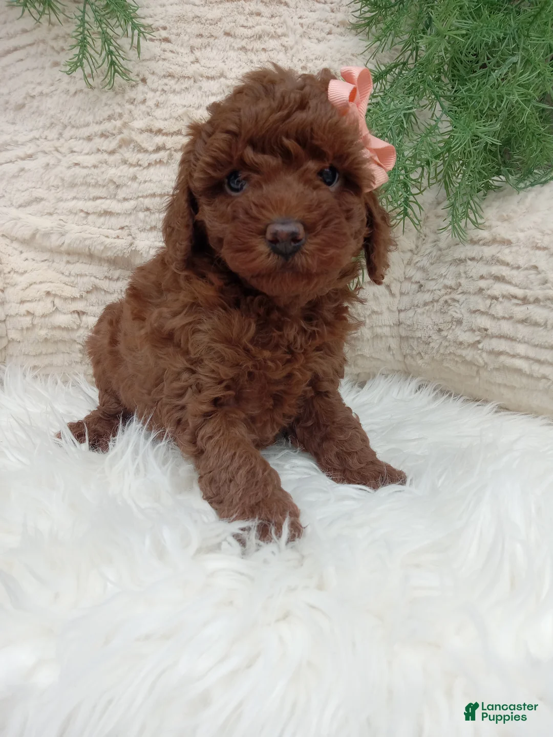 Miniature Poodle dogs for sale: Miniature Poodle Puppy 4 - Ad 1