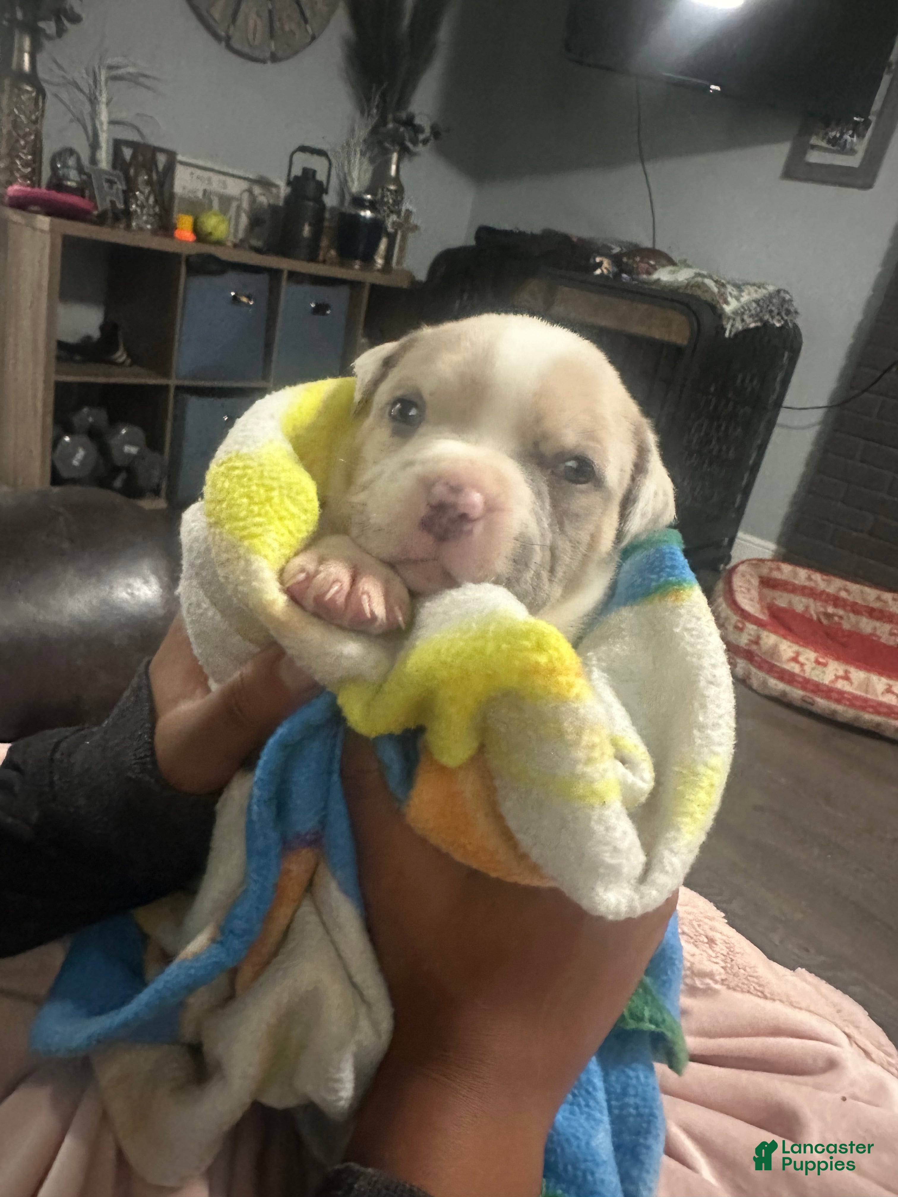 American Bully dogs Oakley - Ad 23