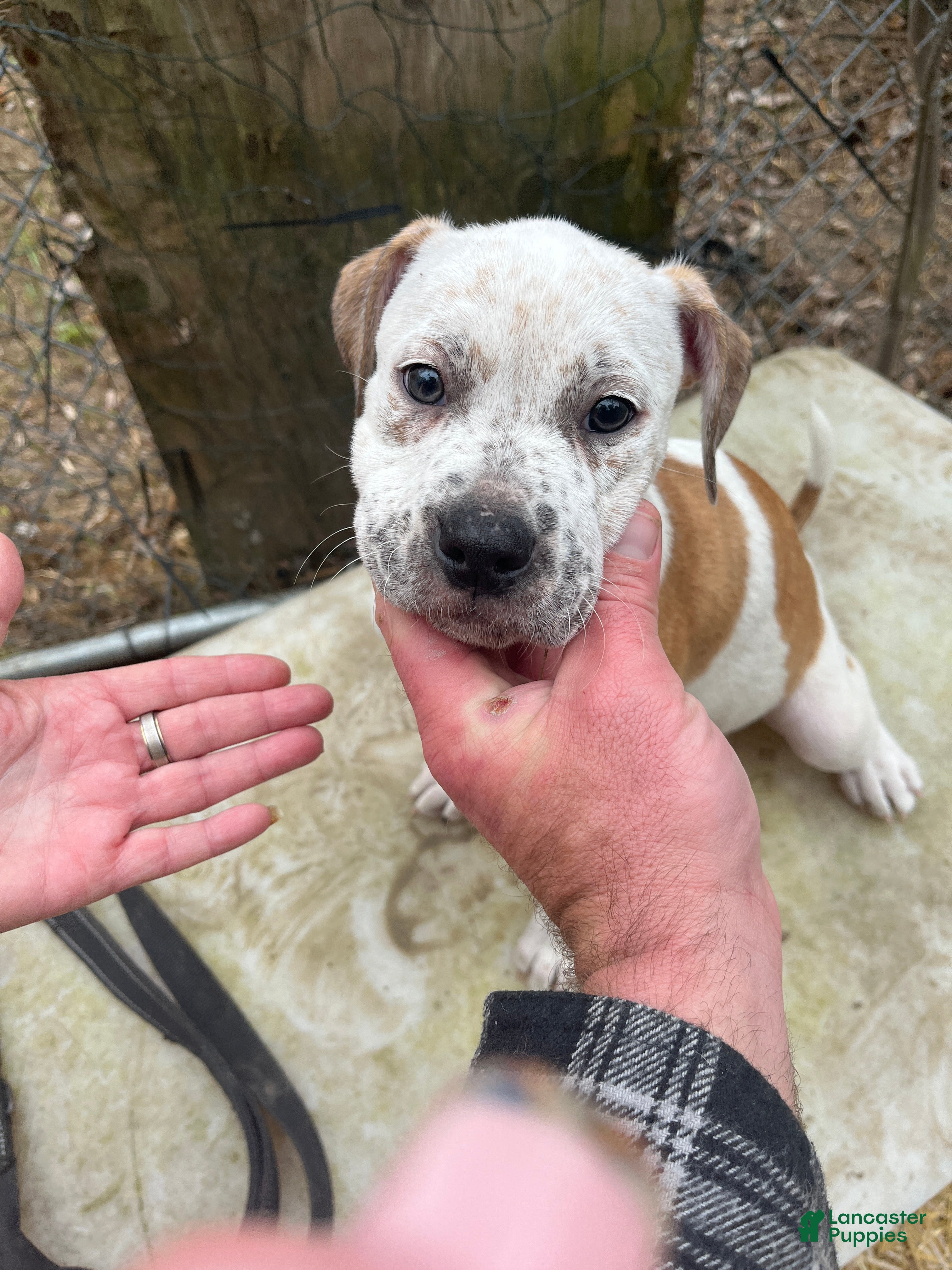 Mixed Breed dogs Mixed Breed Puppy 3 - Ad 9