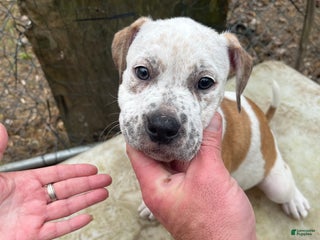 Mixed Breed dogs Mixed Breed Puppy 3 - Ad 6