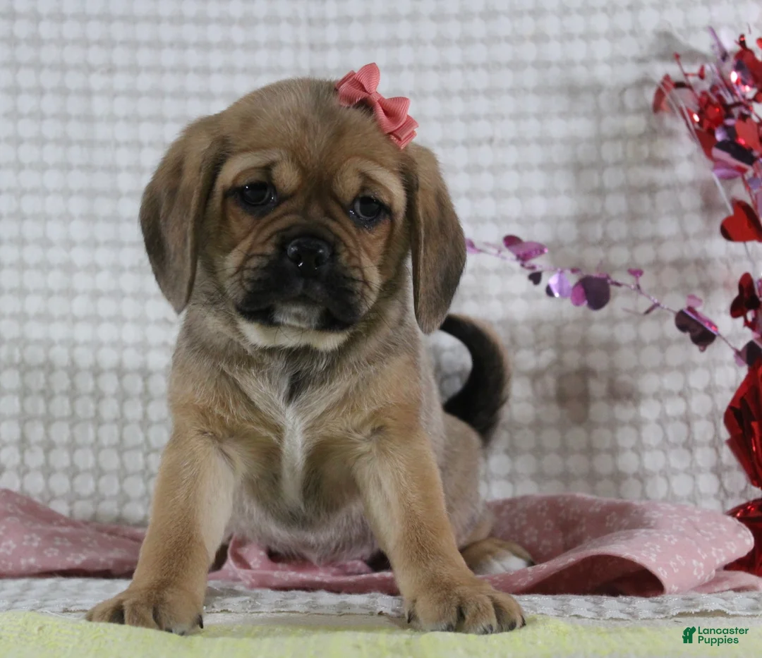 Puggle dogs for sale: Gretchen - Ad 3